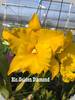 Rlc. Golden Diamond